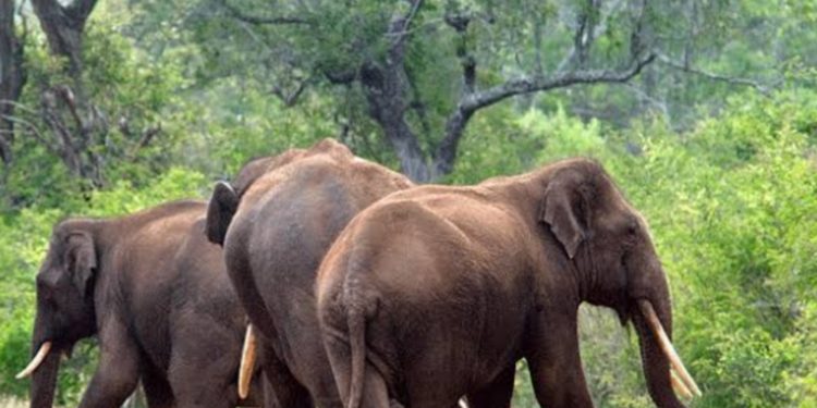 ഓട്ടോയ്ക്ക് നേരെ പാഞ്ഞെടുത്ത് കാട്ടാനക്കൂട്ടം