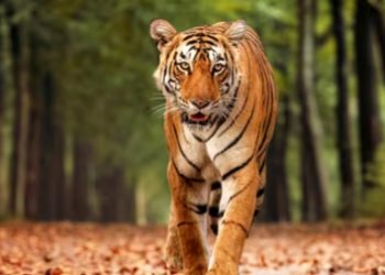 കല്ലാറിൽ നിന്ന് റോഡിലേക്ക് കുതിച്ചെത്തി കടുവ; കണ്ടത് പട്രോളിങ്ങിനു പോയ പൊലീസ് ഉദ്യോഗസ്ഥർ