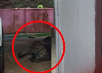 കാർപോർച്ചിൽ വിശ്രമിച്ച് പുലി