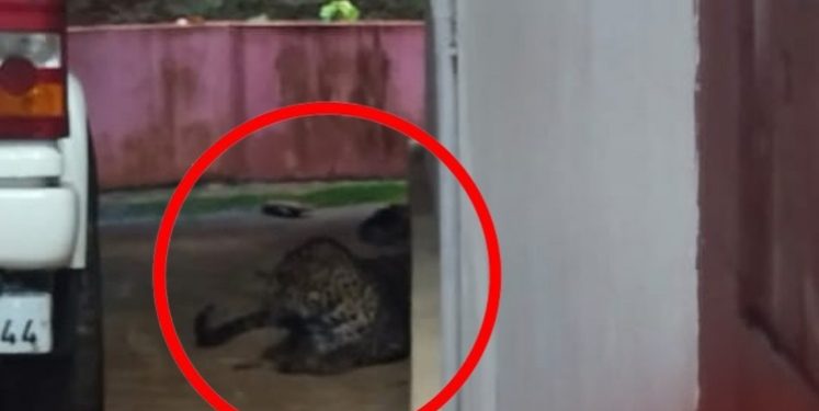 കാർപോർച്ചിൽ വിശ്രമിച്ച് പുലി