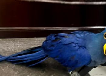 ബാഗിൽ അപൂർവ കുരങ്ങൻമാരും തത്തയും, എത്തിച്ചത് തയ്‌വാനിൽനിന്ന്; പത്തനംതിട്ടയിലെ ദമ്പതികൾ അറസ്റ്റിൽ