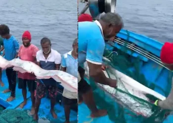 തീരത്ത് ഓർ മത്സ്യം, ഭൂകമ്പത്തിനും സൂനാമിയ്ക്കും മുൻപ് തീരത്തടിയുന്ന അപൂർവയിനം: ആശങ്ക