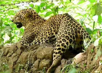 നാലര വയസ്സുകാരിയെ പുലി പിടിച്ചു;സംഭവം മുറ്റത്ത് കളിക്കുന്നതിനിടെ