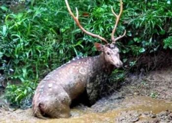 നായകള്‍ മാനിനെ ആക്രമിച്ചു; രക്ഷപ്പെടാന്‍ ശ്രമിച്ച മാന്‍ ചാണകക്കുഴിയില്‍ അകപ്പെട്ടു