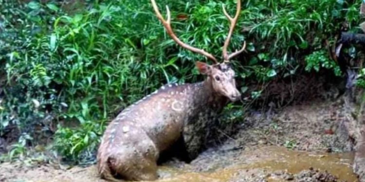 നായകള് മാനിനെ ആക്രമിച്ചു; രക്ഷപ്പെടാന് ശ്രമിച്ച മാന് ചാണകക്കുഴിയില് അകപ്പെട്ടു