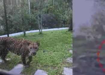 ജനവാസ മേഖലയിൽ വിലസി പുലിയും കരടിയും