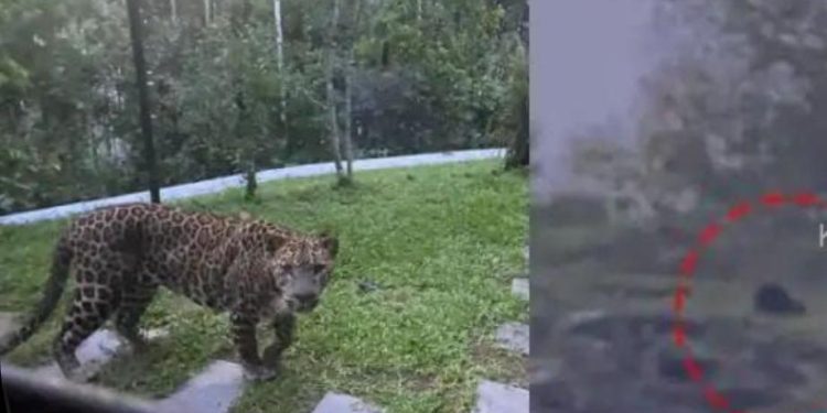 ജനവാസ മേഖലയിൽ വിലസി പുലിയും കരടിയും