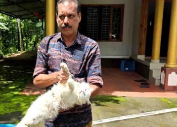 ചെന്നായക്കൂട്ടത്തിന്റെ ആക്രമണത്തില്‍ പേര്‍ഷ്യന്‍ ക്യാറ്റ് ചത്തു