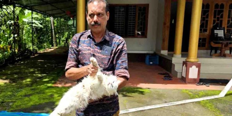 ചെന്നായക്കൂട്ടത്തിന്റെ ആക്രമണത്തില് പേര്ഷ്യന് ക്യാറ്റ് ചത്തു