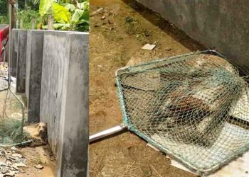 തെരുവുനായ പ്രജനന നിയന്ത്രണ പദ്ധതിക്ക് തുടക്കമായി