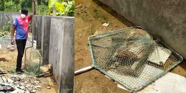 തെരുവുനായ പ്രജനന നിയന്ത്രണ പദ്ധതിക്ക് തുടക്കമായി