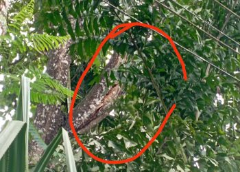 കടമ്പൂർ -ചേലൂർ റൂട്ടിൽ കെഎസ്ഇബി ലൈനിലേക്ക് മരം പൊട്ടി വീഴാൻ ഇരുന്നിട്ടും  അധികൃതർക്ക് അനക്കമില്ല