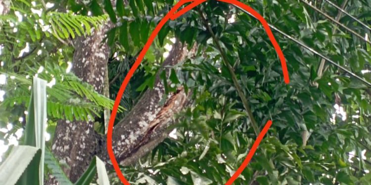 കടമ്പൂർ -ചേലൂർ റൂട്ടിൽ കെഎസ്ഇബി ലൈനിലേക്ക് മരം പൊട്ടി വീഴാൻ ഇരുന്നിട്ടും  അധികൃതർക്ക് അനക്കമില്ല