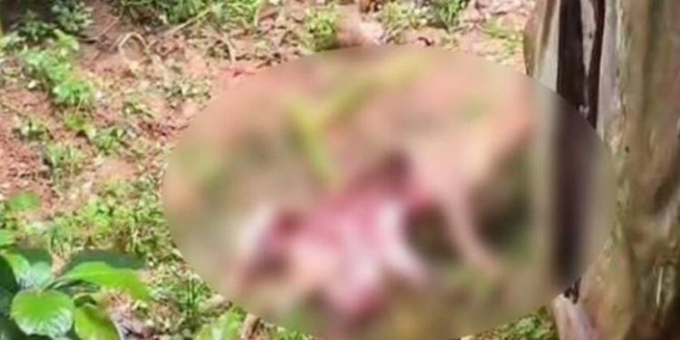 നമ്പ്യാർകുന്നിൽ വീണ്ടും പുലിയുടെ ആക്രമണം