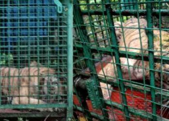 നരഭോജി കടുവ കൂട്ടിൽ കുടുങ്ങി