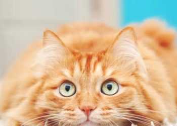 മരണശേഷം പൂച്ചയെ നോക്കാന്‍ ആളെ വേണം; സമ്പാദ്യവും അപ്പാര്‍ട്ട്‌മെന്റുമെല്ലാം പകരം നല്‍കാമെന്ന് വയോധികൻ