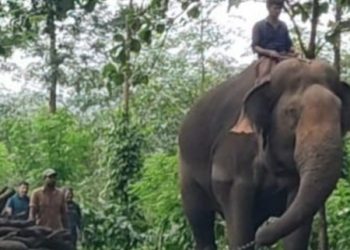 കാട്ടാനകളെ തുരത്താൻ വനംവകുപ്പ്;ദൗത്യം ആരംഭിച്ചു