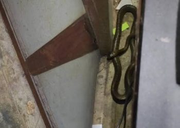 സെക്രട്ടറിയേറ്റിൽ പാമ്പ്;ഉദ്യോഗസ്ഥർ ആശങ്കയിൽ