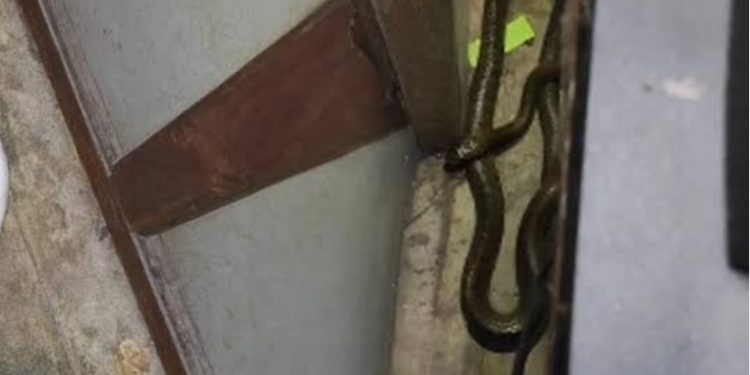 സെക്രട്ടറിയേറ്റിൽ പാമ്പ്;ഉദ്യോഗസ്ഥർ ആശങ്കയിൽ