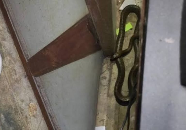 സെക്രട്ടറിയേറ്റിൽ പാമ്പ്;ഉദ്യോഗസ്ഥർ ആശങ്കയിൽ