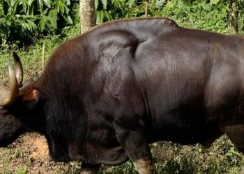 കാട്ടുപോത്തിന്റെ ആക്രമണത്തിൽ ഒരാൾക്ക് പരിക്ക്