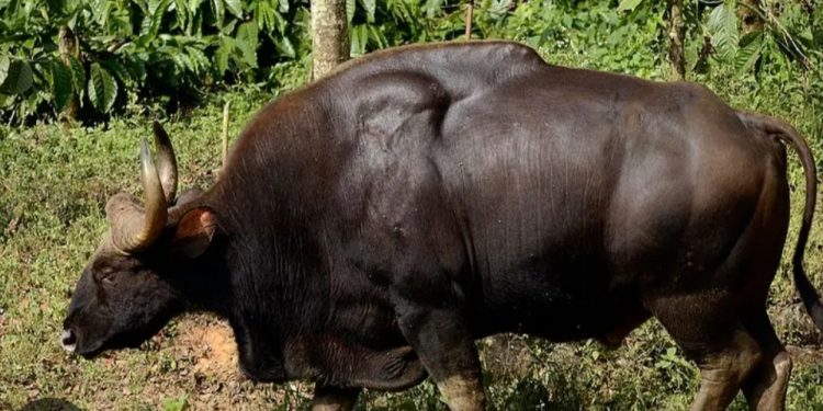 കാട്ടുപോത്തിന്റെ ആക്രമണത്തിൽ ഒരാൾക്ക് പരിക്ക്