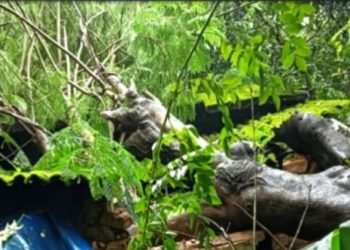 വയനാട് മഴക്കെടുതി;വീടിനു മുകളിൽ മരം വീണു