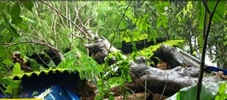 വയനാട് മഴക്കെടുതി;വീടിനു മുകളിൽ മരം വീണു