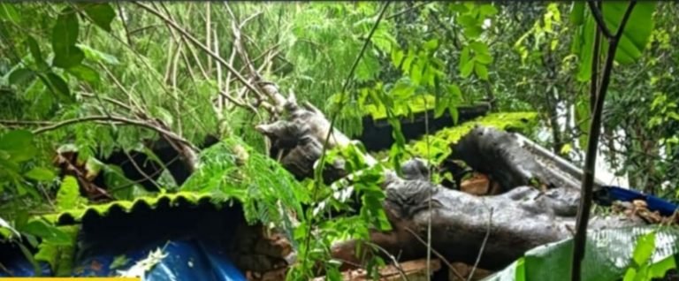 വയനാട് മഴക്കെടുതി;വീടിനു മുകളിൽ മരം വീണു
