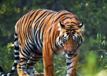 ലോക കടുവാ ദിനം: അറിയണം പെരിയാറും പറമ്പിക്കുളവും വയനാടും