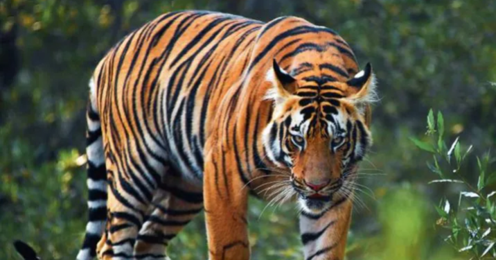 ലോക കടുവാ ദിനം: അറിയണം പെരിയാറും പറമ്പിക്കുളവും വയനാടും