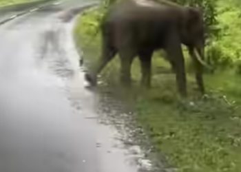 കെഎസ്ആർടിസിക്ക് നേരെ പാഞ്ഞടുത്ത് കാട്ടാന