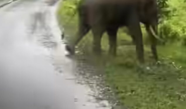 കെഎസ്ആർടിസിക്ക് നേരെ പാഞ്ഞടുത്ത് കാട്ടാന