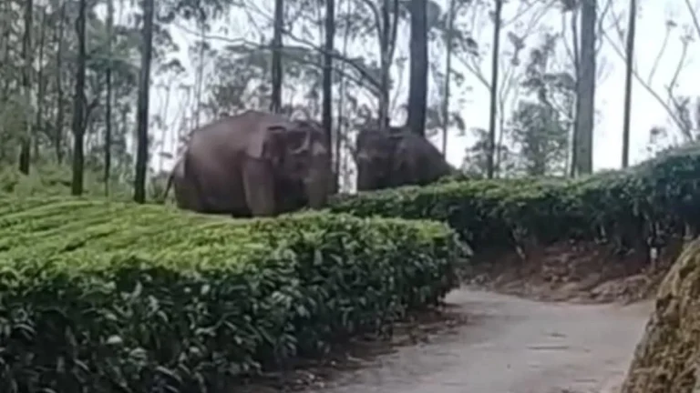 വഴിതടഞ്ഞ് കാട്ടാനക്കൂട്ടം, സ്‌കൂളില്‍നിന്ന് മടങ്ങിയ കുട്ടികള്‍ കുടുങ്ങി