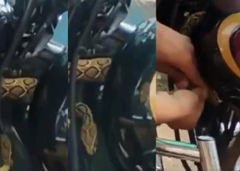 ബുള്ളറ്റില്‍‌ ഒളിച്ചിരുന്ന കൂറ്റൻ അണലിയുമായി വിദ്യാര്‍ത്ഥി സഞ്ചരിച്ചത് രണ്ട് മണിക്കൂര്‍; തലനാരിഴയ്ക്ക് രക്ഷപ്പെടൽ