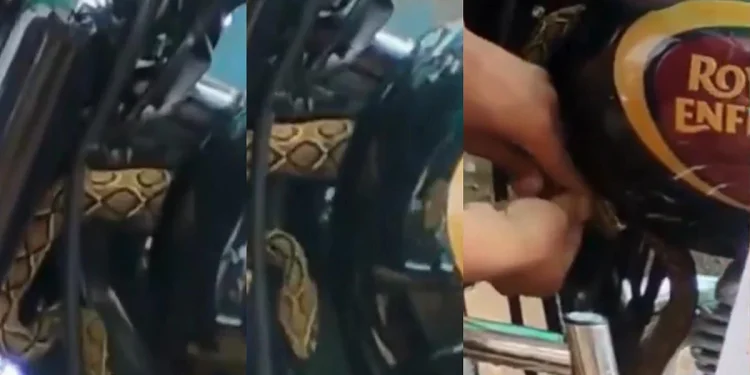 ബുള്ളറ്റില് ഒളിച്ചിരുന്ന കൂറ്റൻ അണലിയുമായി വിദ്യാര്ത്ഥി സഞ്ചരിച്ചത് രണ്ട് മണിക്കൂര്; തലനാരിഴയ്ക്ക് രക്ഷപ്പെടൽ