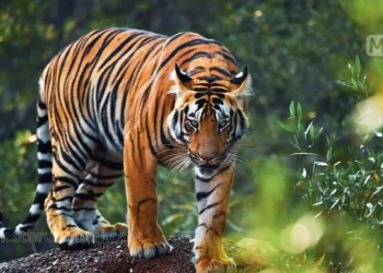 മൃഗശാല ജീവനക്കാരനെ കടുവ ആക്രമിച്ചു