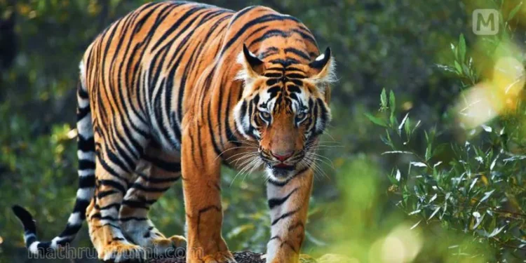 മൃഗശാല ജീവനക്കാരനെ കടുവ ആക്രമിച്ചു