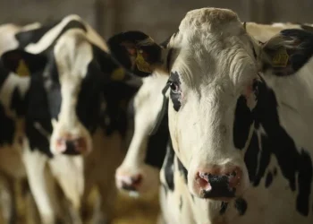 വെറ്ററിനറി ഡോക്ടർക്ക് മർദനം, സംഭവം പശുവിനെ ചികിത്സിക്കാൻ പോയപ്പോൾ