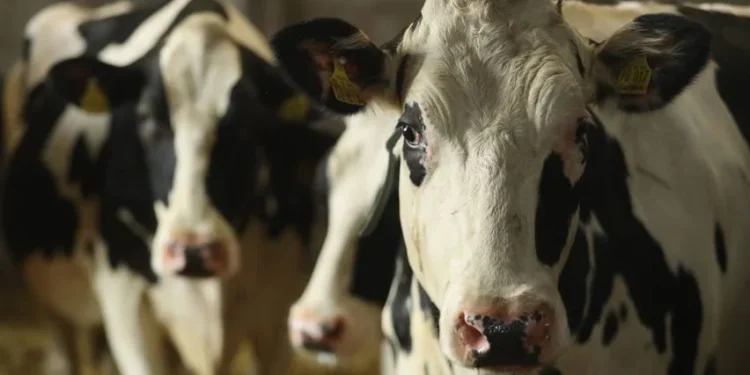 വെറ്ററിനറി ഡോക്ടർക്ക് മർദനം, സംഭവം പശുവിനെ ചികിത്സിക്കാൻ പോയപ്പോൾ