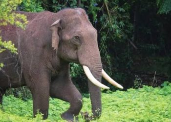 ഹണി മ്യൂസിയത്തിലെ പാര്‍ക്കില്‍ സമയം ചിലവിട്ട് കാട്ടാന; പതിവാക്കുമോ എന്ന ആശങ്കയില്‍ നാട്ടുകാര്‍