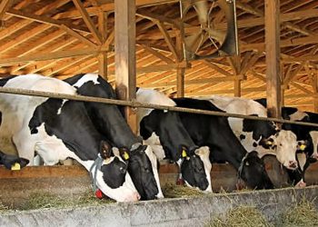 മൃഗസംരക്ഷണ മേഖലയിലെ മികച്ച കർഷകർക്കുള്ള അവാർഡിന് അപേക്ഷ ക്ഷണിച്ചു