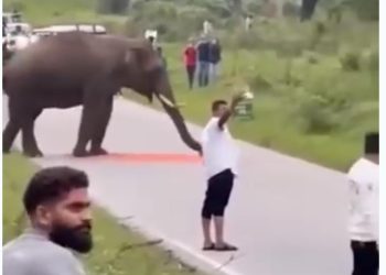 ബന്ദിപ്പൂർ കടുവ സങ്കേതത്തിൽ സെൽഫി എടുക്കാൻ ശ്രമിച്ചയാളെ ആക്രമിച്ച് കാട്ടാന