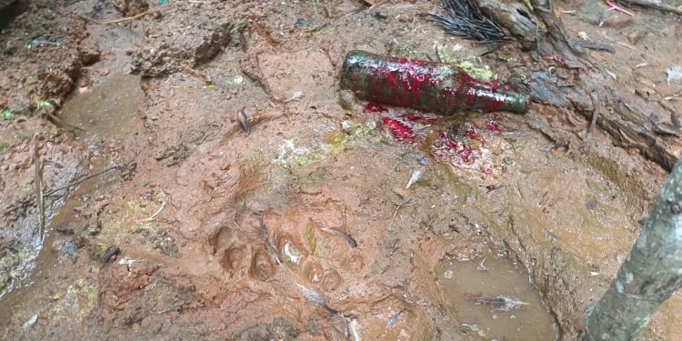 ചീരാലിൽ വീണ്ടും പുലി