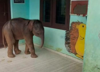 സ്കൂളിൽ ചുറ്റിക്കറങ്ങി കാട്ടാന കുട്ടി