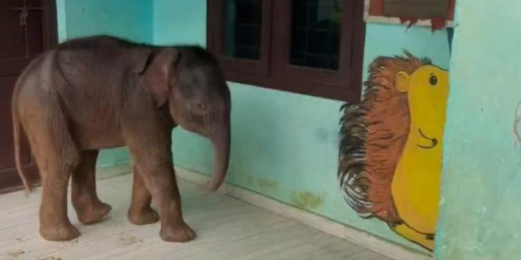 സ്കൂളിൽ ചുറ്റിക്കറങ്ങി കാട്ടാന കുട്ടി