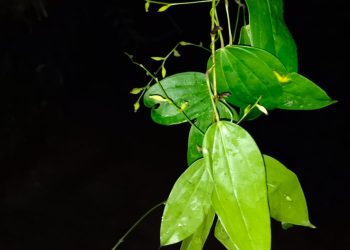 പശ്ചിമഘട്ടത്തിലെ പുതിയ അതിഥി: ഡയോസ്കോറിയ ബാലകൃഷ്ണനി