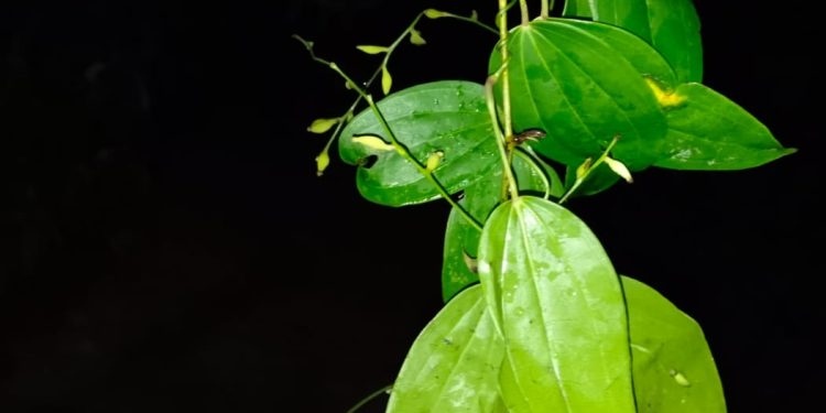 പശ്ചിമഘട്ടത്തിലെ പുതിയ അതിഥി: ഡയോസ്കോറിയ ബാലകൃഷ്ണനി