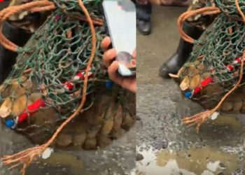 പൂച്ച പുലി ആക്രമണം; മൂന്ന് ആള്‍ക്ക് കടിയേറ്റു