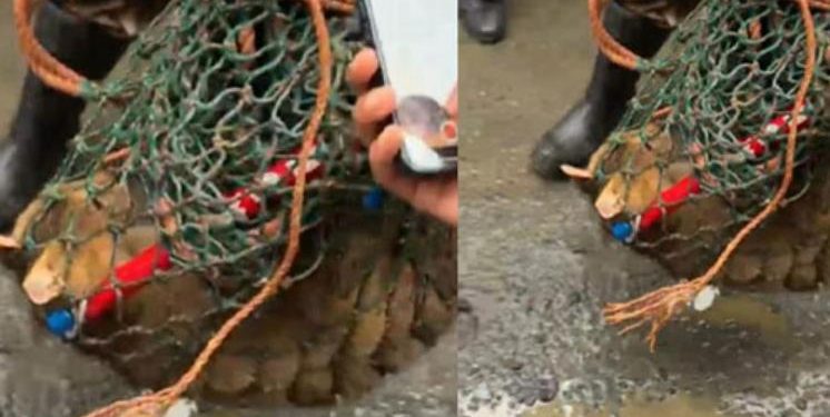 പൂച്ച പുലി ആക്രമണം; മൂന്ന് ആള്ക്ക് കടിയേറ്റു